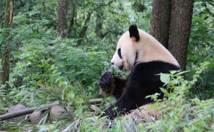 大熊貓野外種群總量增長到近1900只 我國這些珍稀物種再擴容！