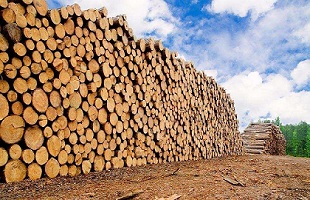 中國林科院牽頭編制的14項林業行業標準獲批發布